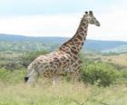 Жираф глядя на пейзаж